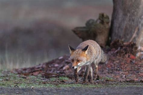 Le Renard Roux Vulpes Vulpes Malaga Espagne Photo Premium