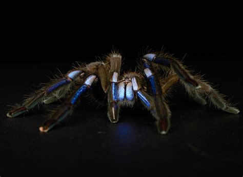 Electric Blue Tarantula First of Its Kind Discovered by Scientists