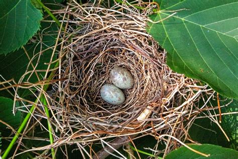 Northern Cardinal Eggs (Cardinalis Cardinalis) Stock Photo - Image of ...