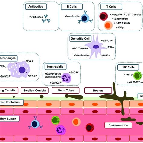 Cells Of The Innate And Adaptive Immune Systems Interact With Different Download Scientific