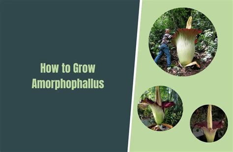 Growing Amorphophallus Titanum Tips And Care Guide Corpse Flower