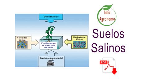 Suelos Salinos Infoagronomo