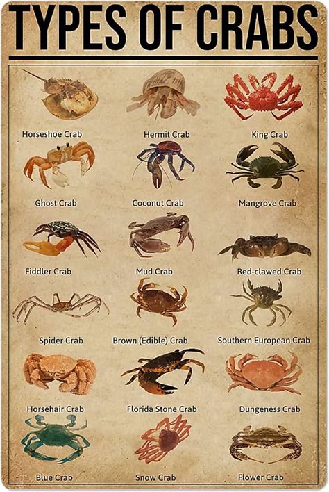 20 Different Types Of Crabs Facts Pictures Chart 40 OFF