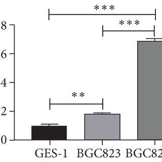 LINC01857 Was Highly Expressed In GC Tissues And Cells A LINC01857