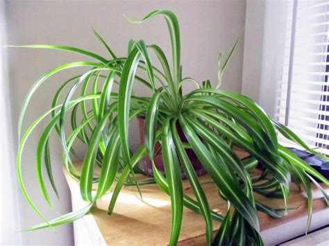 Green Jean Spider Plants