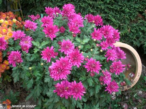 Tout Sur Les Chrysanth Mes Ou Marguerites D Automne Le Jardinoscope