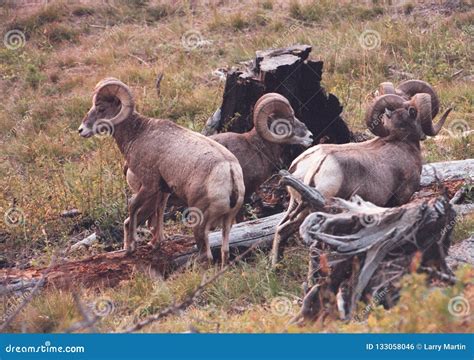 The Bighorn Sheep Ovis Canadensis Stock Photo | CartoonDealer.com #133058046