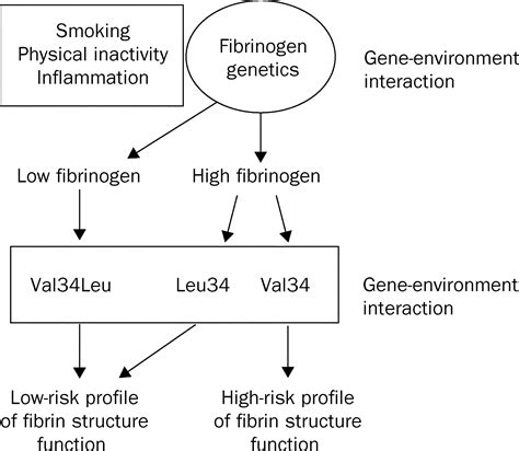 Genetic Regulation Of Fibrin Structure And Function Complex Gene Environment Interactions May