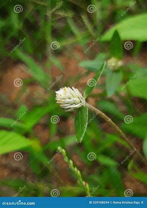 Audray White Gomphrena or Gomphrena Globosa Ping Pong White or Weed