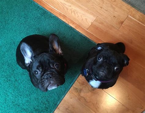 My Frenchie and pug puppies | Puppy Forum and Dog Forums