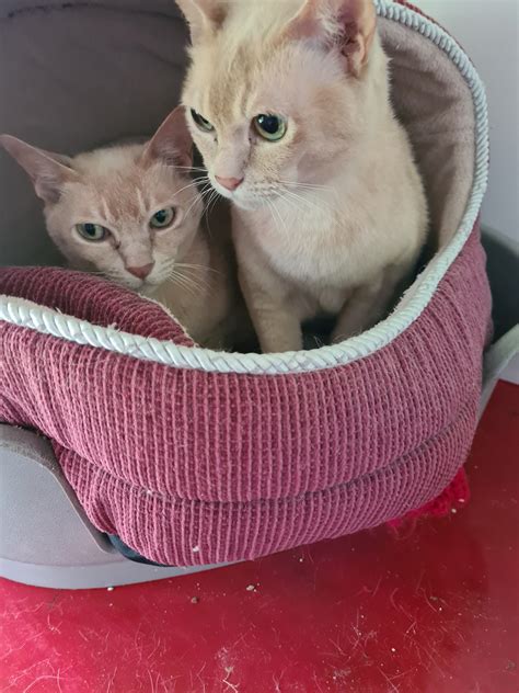 Rescue & Rehoming - Burmese Cat Club