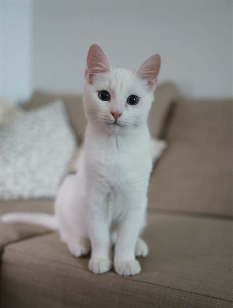 Kitten Care 101: How to Take Care of a Kitten
