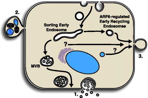 Tumor Derived Microvesicles Shedding Light On Novel Microenvironment