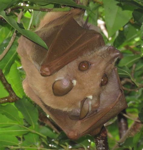 Wahlberg S Epauletted Fruit Bat Mammals Of South Africa INaturalist