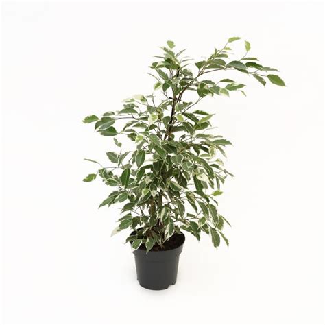 Ficus Benjamina Twilight Foliage Houseplants Tates