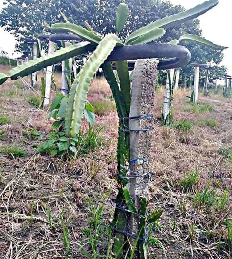 Dragon Fruit Stem Rot Effective Treatments Fruitinformation