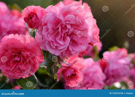 Pink Roses Blooming Background Pink Roses Bush In Sunlight Closeup