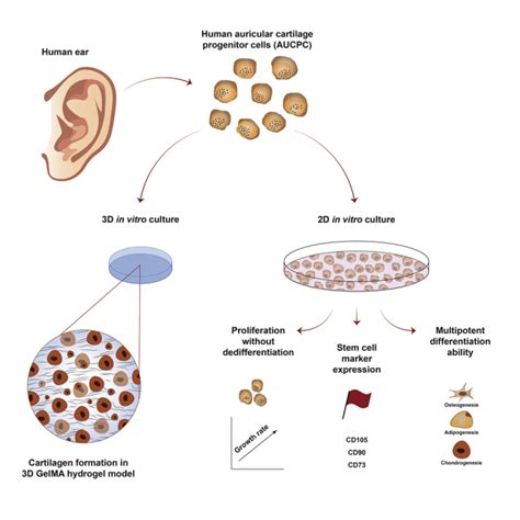 Human Adult Pediatric And Microtia Auricular Cartilage Harbor