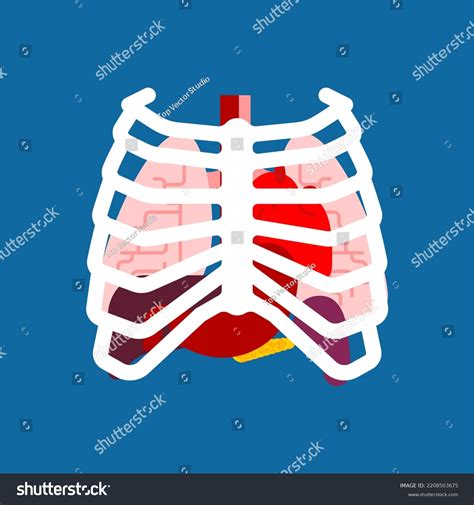 Rib Cage Internal Organs Human Anatomy Stock Illustration 2208503675 ...