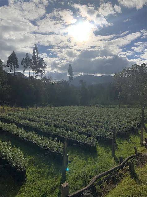 Guía Completa de Cultivo de Arándanos Ecos del Bosque