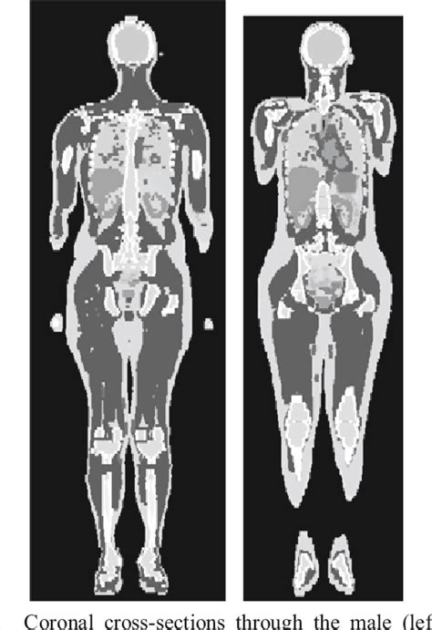 Figure 1 From Adult Male And Female Reference Computational Phantoms Icrp Publication 110