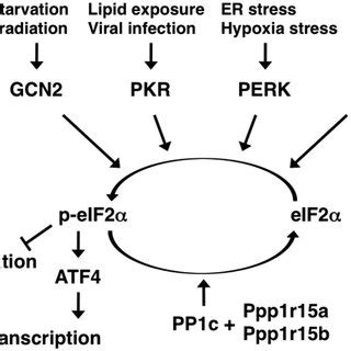 Pdf Transgenic Mouse Model For Imaging Of Atf Translational