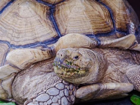 Giant African Spurred Or Sulcata Tortoise With Green Mouth By Eating