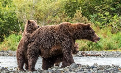 Fonds d ecran Ours Ours brun Petits Animaux télécharger photo