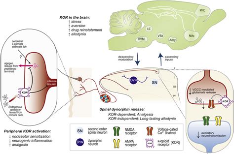 peripheral kappa opioid receptor signaling takes   central role neuron