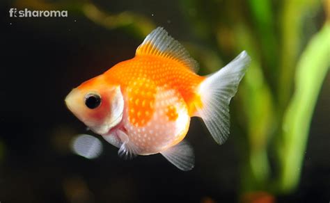 Pearlscale Goldfish Diet, Breeding, Tank Requirements & more