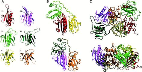 The Crystal Structure Of Plasma Gelsolin Implications For Actin