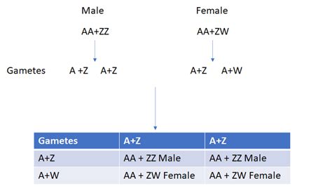 Explain The Mechanism Of Sex Determination In Birds How Does It