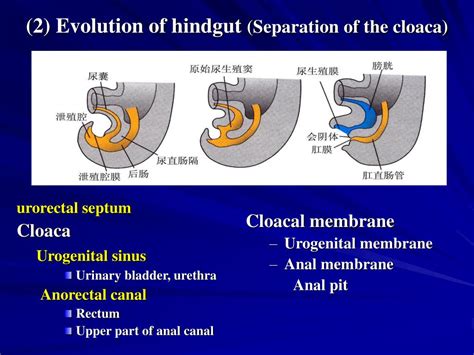 PPT - Chapter 23 Development of digestive and respiratory system