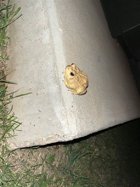 Can someone confirm this toad species for me? : r/frogs