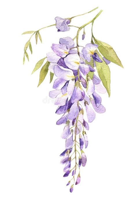 Watercolor Hand Drawn Wisteria Blossom Isolated On White Stock