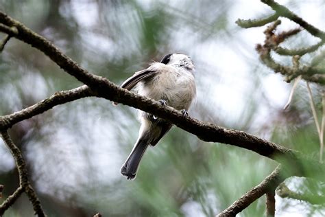 Marsh Tit Jinsoo Choi Flickr