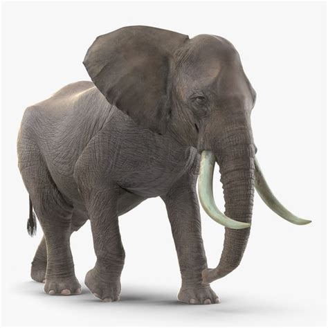 Descubrir 88 Imagen Modelo De Elefante Abzlocalmx