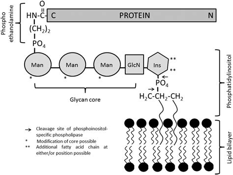 Biomedical Applications Of Glycosylphosphatidylinositol Anchored