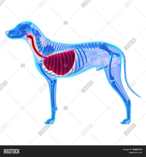 Dog Thorax / Lungs Image & Photo (Free Trial) | Bigstock