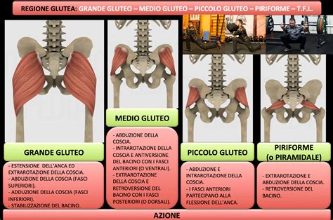 Credenziali Elettronico Un Giorno Esercizi Grande Gluteo Nucleo Vago