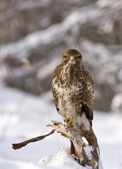 Fotos Gratis Rbol Naturaleza Nieve Invierno P Jaro Ala Fauna