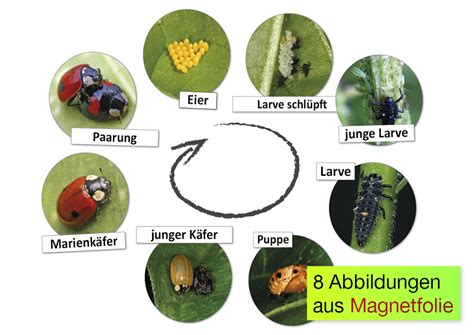 Lebenszyklus Marienkäfer magnetisch 16 tlg TimeTEX Lehrerbedarf