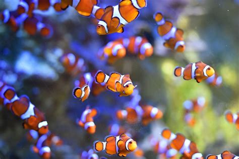 Losing Nemo: clownfish could vanish for good due to climate change | South China Morning Post