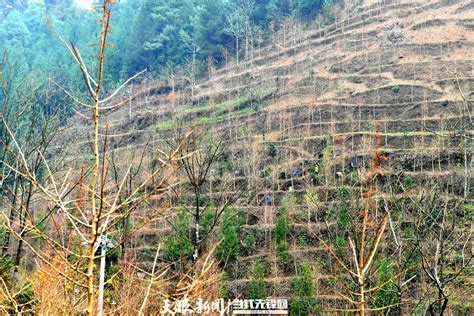 【高质量发展蹲点采访】百里杜鹃金坡乡：念好“山字经” 林下有“钱景”种植村民农业投资