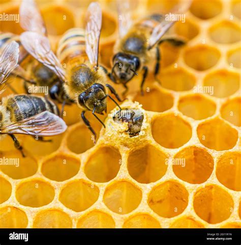 Closeup Of Nurse Honey Bees Investigating An Emerging Honey Bee From