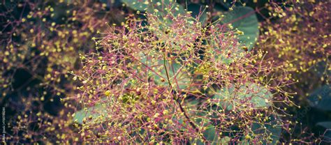 Cotinus Coggygria Bright Blossom Bush Concept Photo Close Up Bright