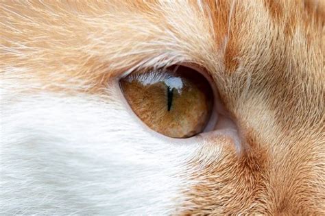 Glaucoma en el gato causas síntomas y tratamiento Blog