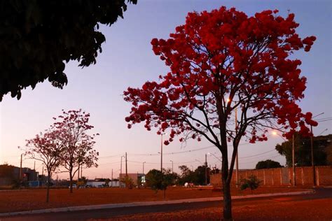 Découvrir 100 kuva flor do ipê vermelho Thptnganamst edu vn