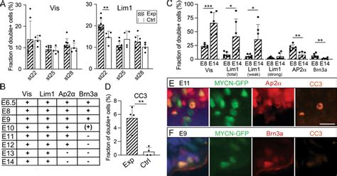 Stage And Cell Specific Responses To Over Expression Of MYCN