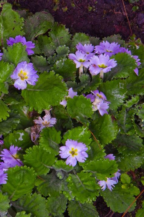 Purple Flowers Forest On The Trekking Route To Annapurna Nepal Stock